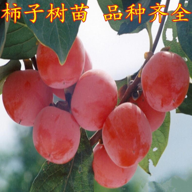 柿子树树苗火晶柿子火罐苗盆栽庭院果树特大带土无籽柿子种植