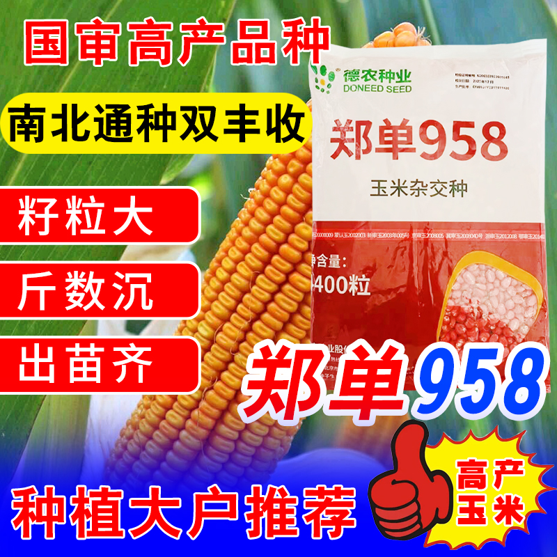 国审大棒玉米种子大全郑单958农科院新品培植高产高抗包谷种矮杆