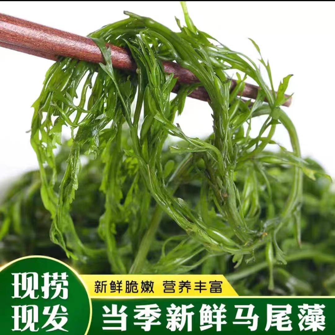 鞭炮笋新鲜海藻盐渍马尾藻海草火炮菜长寿菜250g海藻马尾藻海草菜