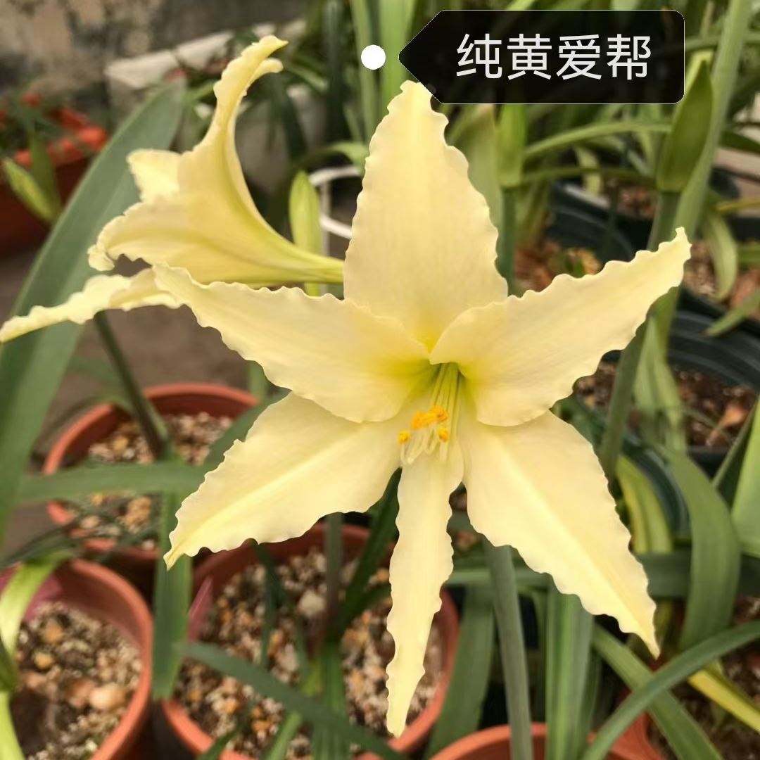 包邮【纯黄爱邦2cm】原生朱顶红种球小苗裸根发货