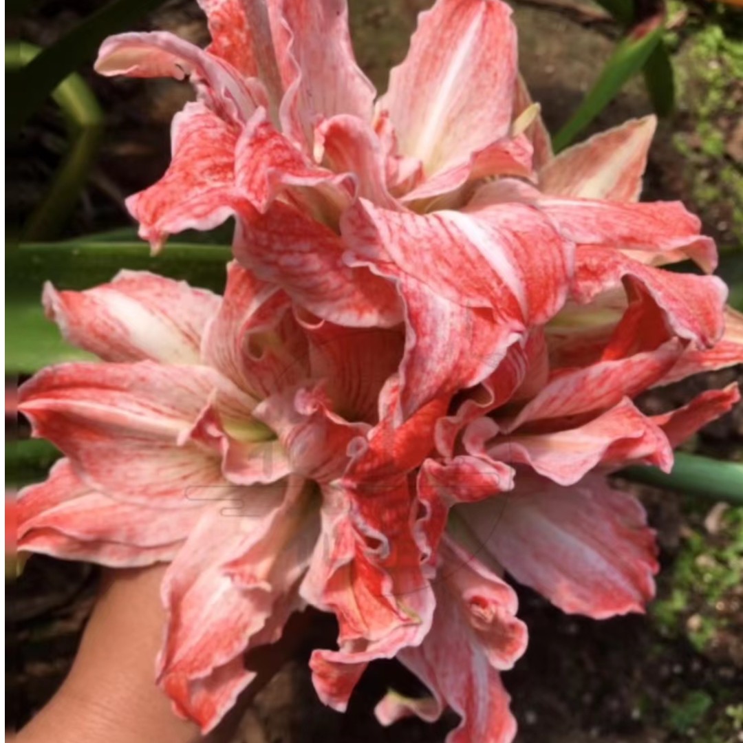 包对版【白肋芙蓉卷】自育朱顶红