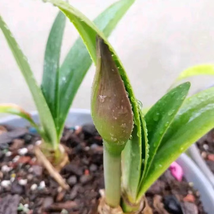 点这里【开播福利专属链接】朱顶红种球裸根