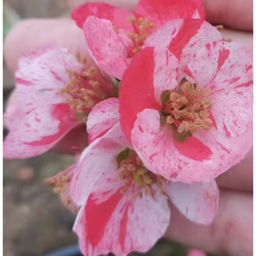 长寿梅海棠一物一拍