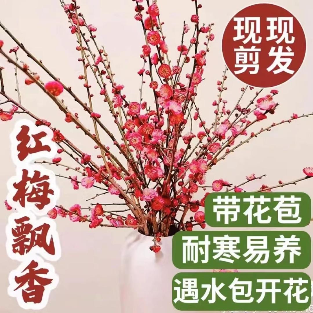 【春节开花】干枝红梅遇水开花带花苞红梅花干枝红梅冬季水养水培花
