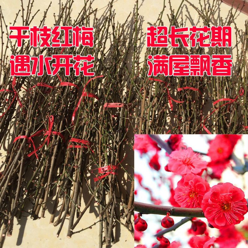【不开花砸店】水培鲜枝红梅腊梅桃花枝条耐寒易活植物花卉庭院阳台