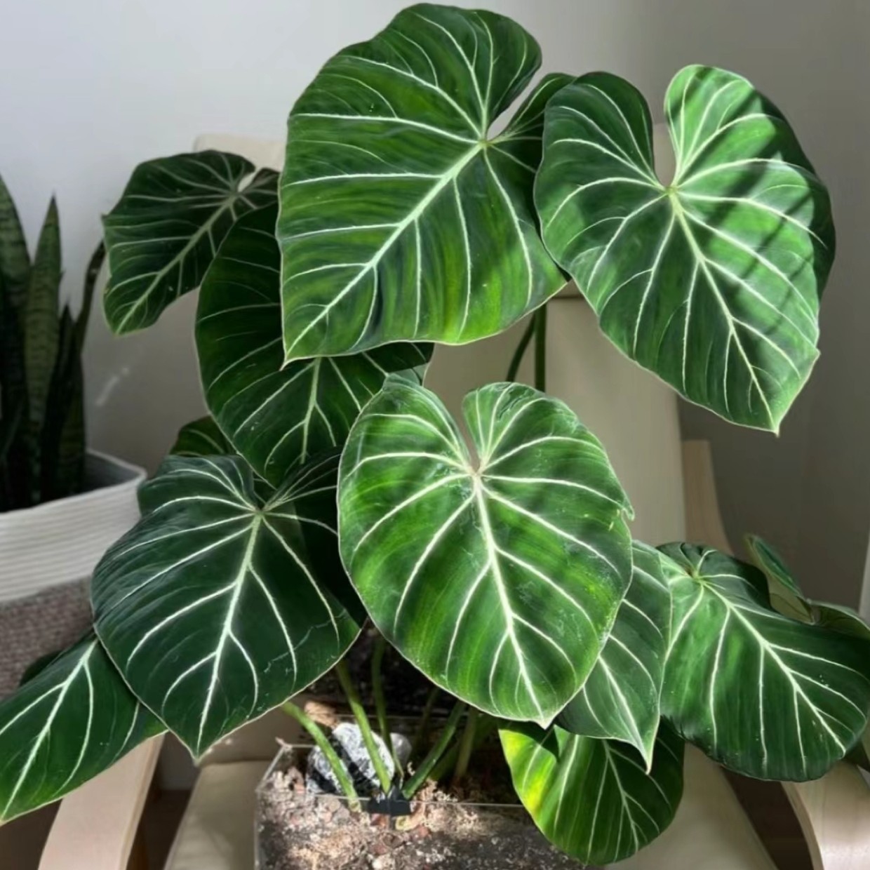 明脉蔓绿绒热带植物网红热植观叶植物室内养殖