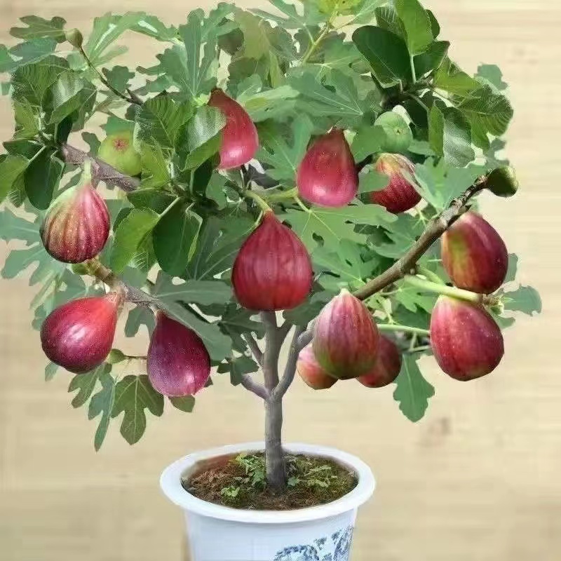 无花果树苗 矮化盆栽 庭院地栽 南北方种植