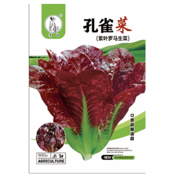 李白紫孔雀菜生菜种子