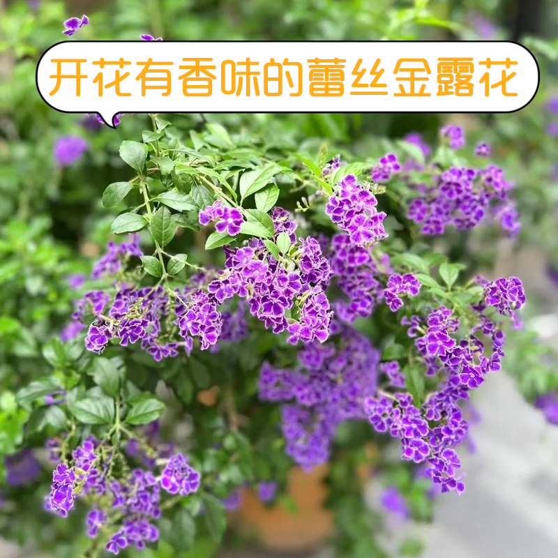 蕾丝金露盆栽巧克力花卉有香味多年生庭院阳台植物