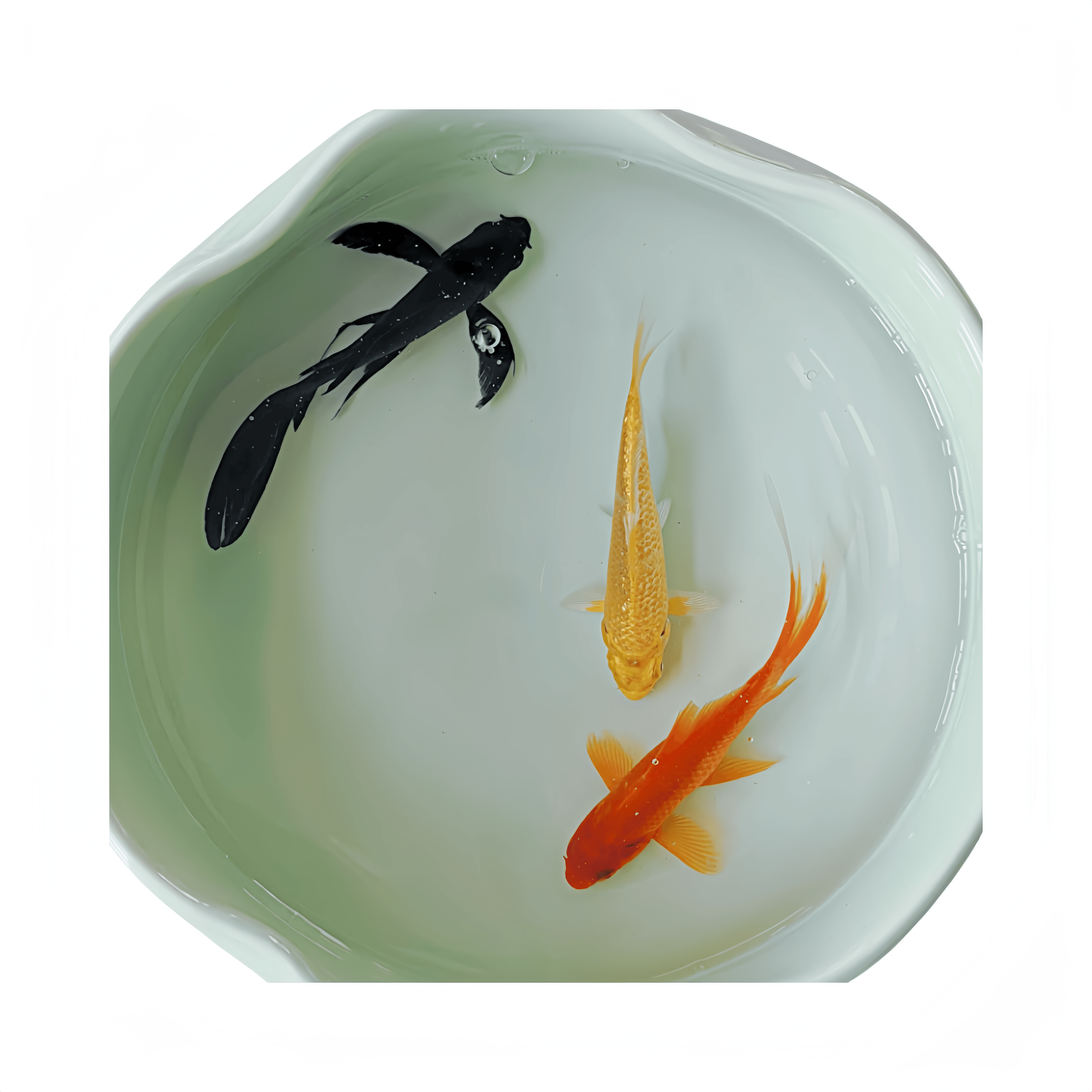 ★ 25-30厘米 锦鲤观赏鱼冷水鱼饲养活体发货