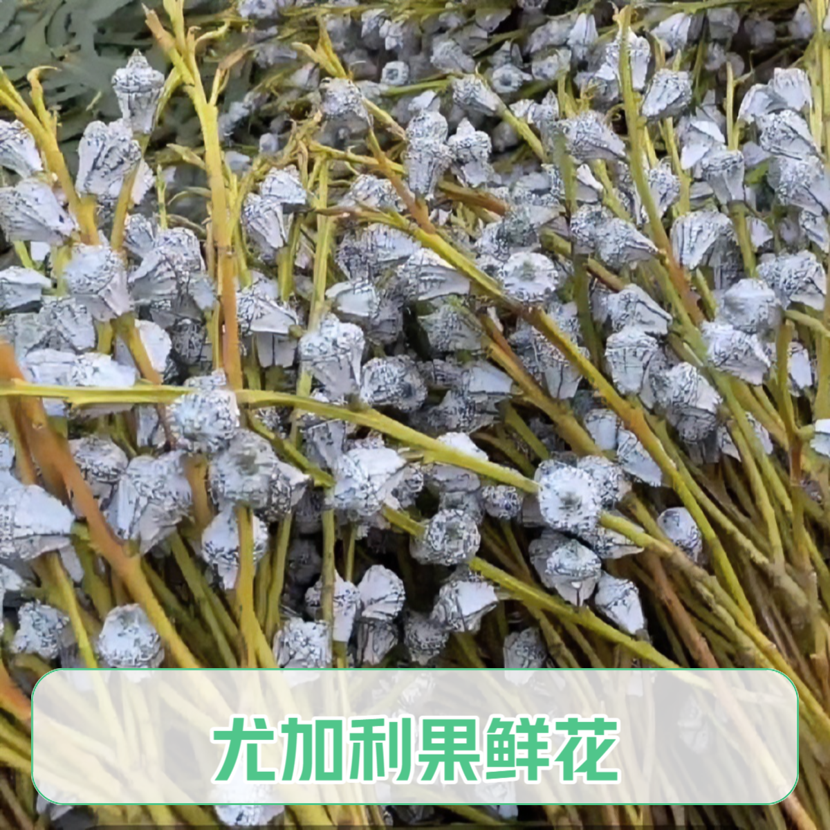 尤加利果鲜花可以做干花存放时间长有驱虫驱蚊的作用是功效行云南