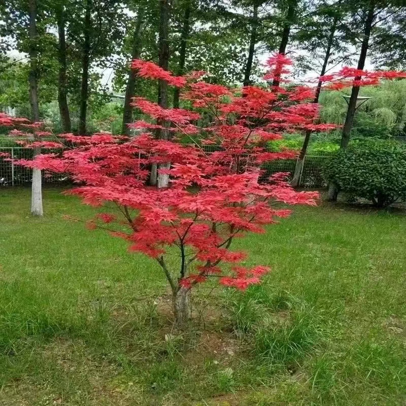 鸡爪槭红枫中华小叶红庭院造景一物一拍放漏中