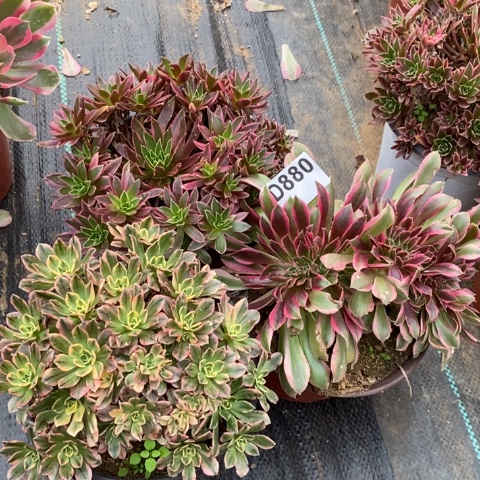 套餐3棵多肉植物法师不包损