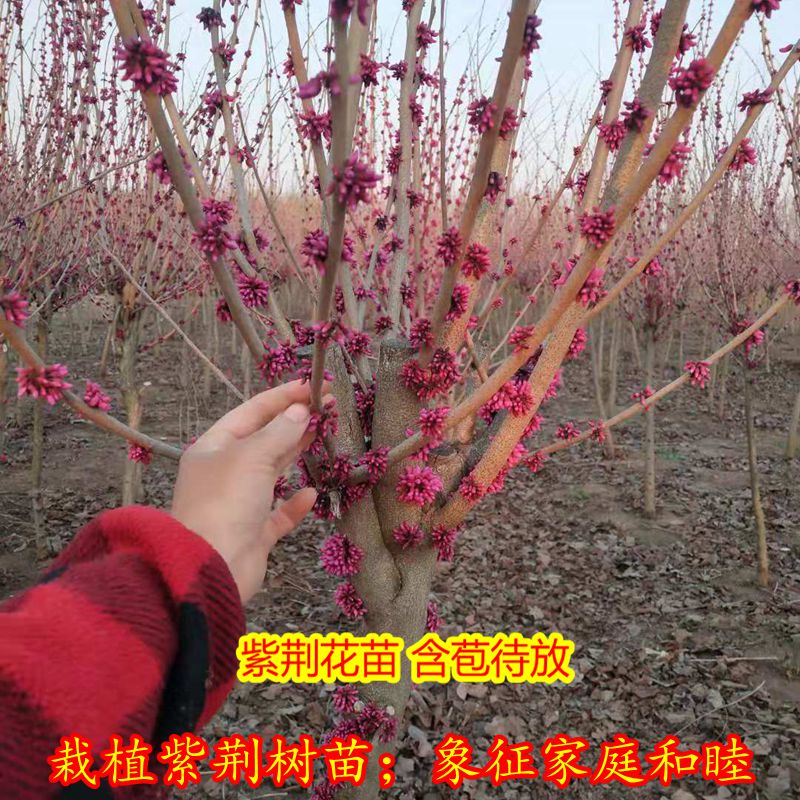 紫荆花树苗大苗庭院植物大型绿植花卉盆栽紫荆花苗