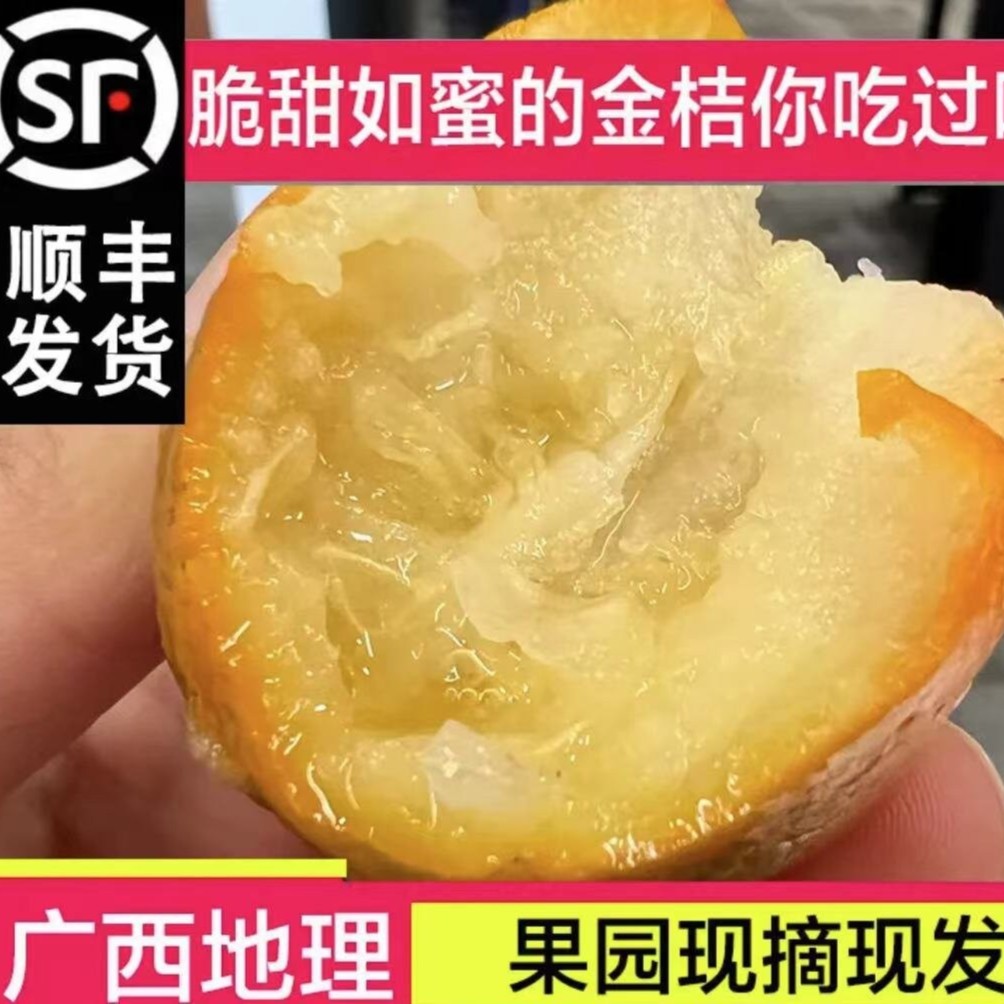 【试吃装/顺丰】广西融安（第三代）金桔 脆蜜金柑