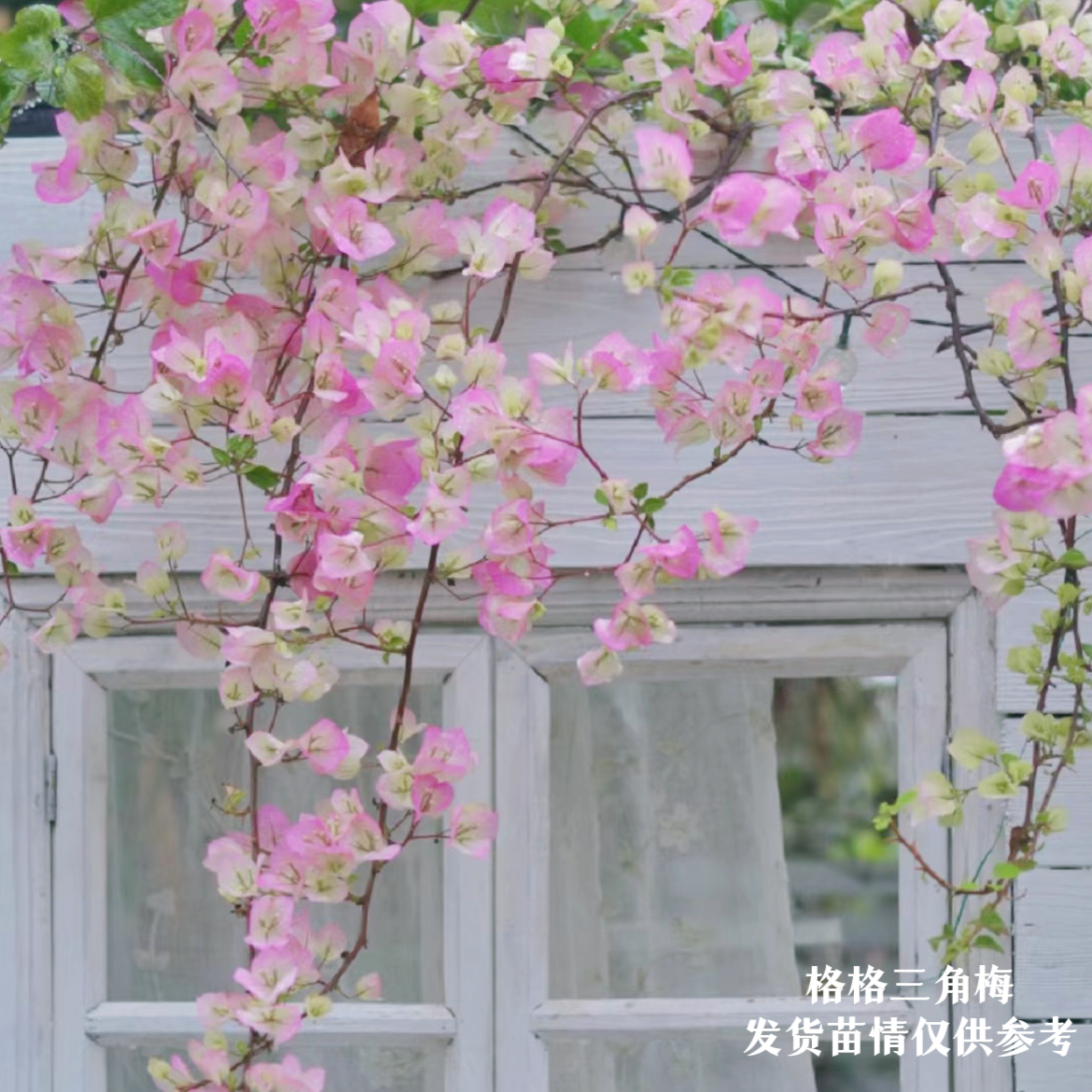 三角梅四季勤花爬藤品种多多找客服备注