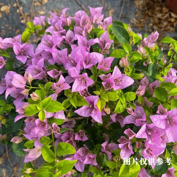 【巴西紫】伊娃夫人开花机器四季开花爬藤淡紫色夏季春季冬季