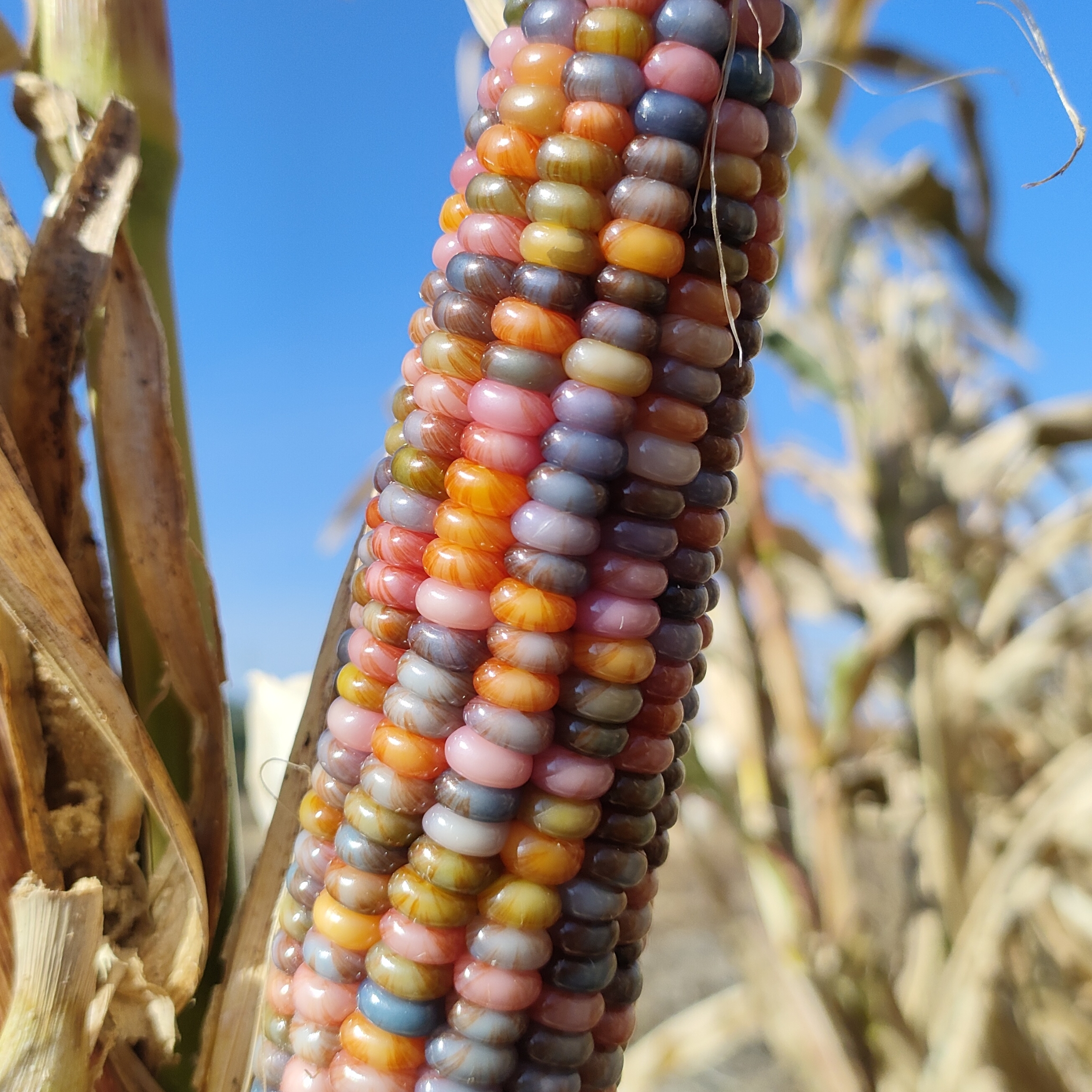 七彩玉米 直播间一物一拍链接 随意下单随机发货  慎拍