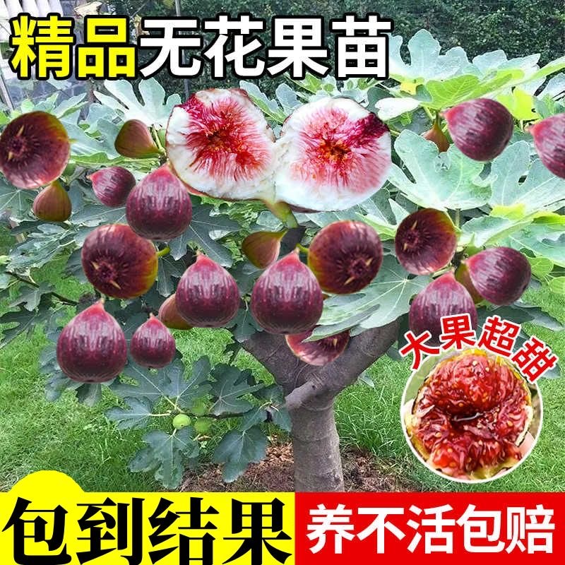 无花果树苗波姬红无花果 巴劳奈 砂糖 金奥芬 包活死苗包赔