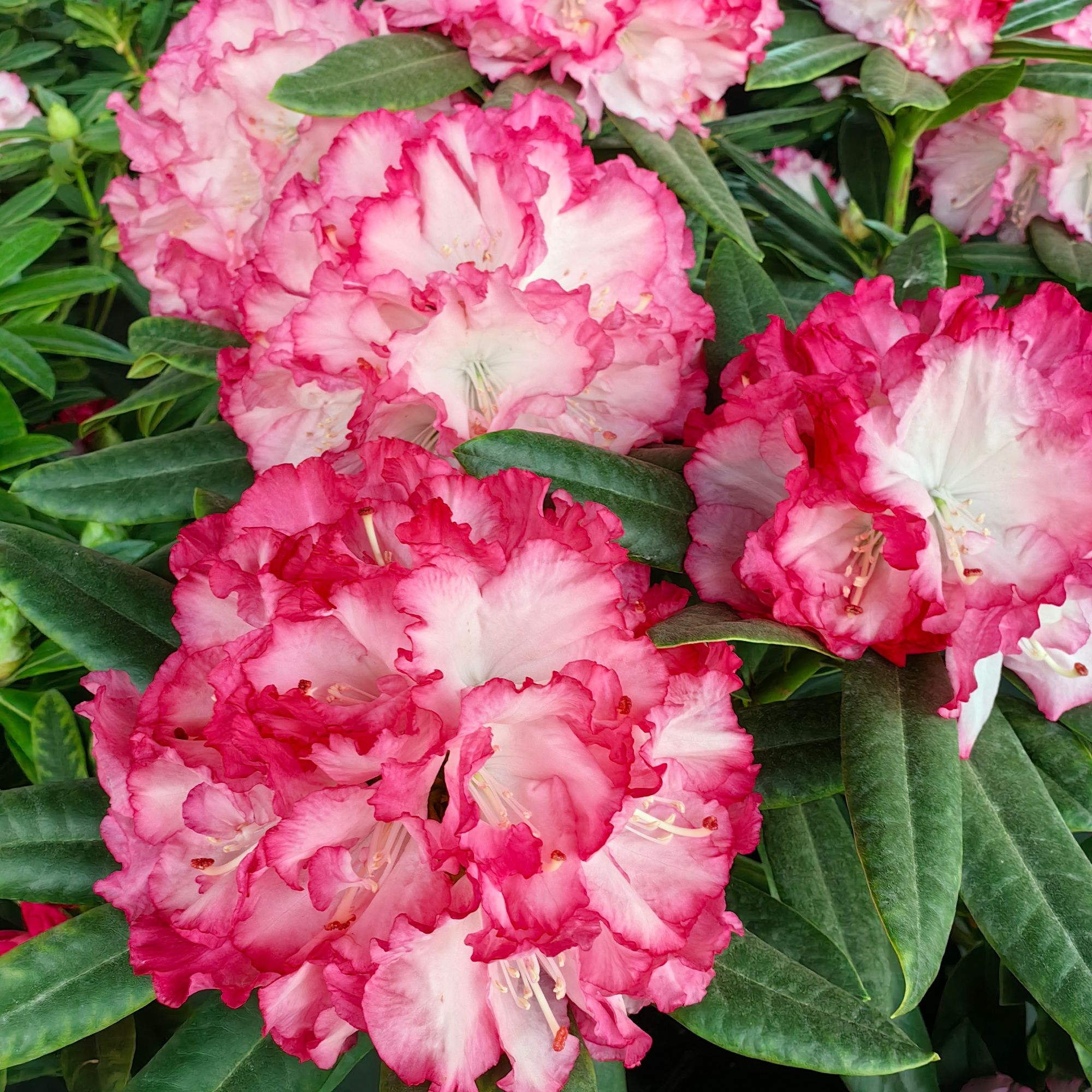 进口（贵夫人）高山杜鹃高端盆栽（量拍）