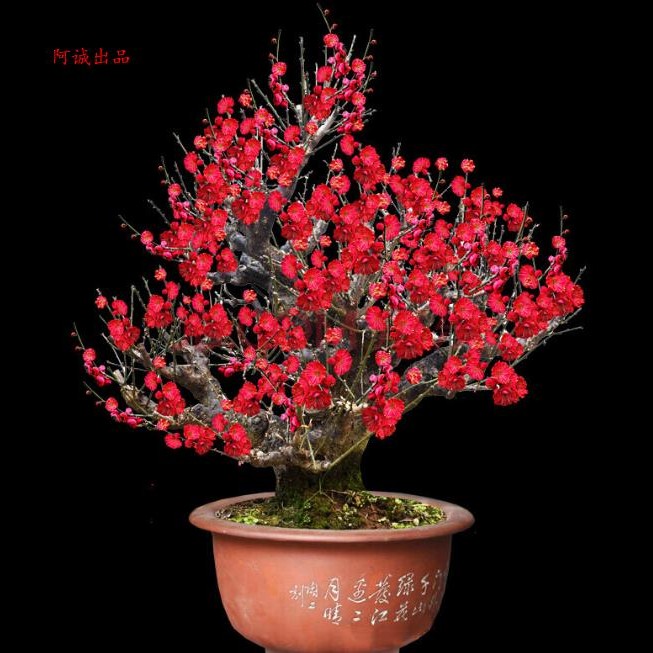 梅花老桩一物一拍造型盆景。