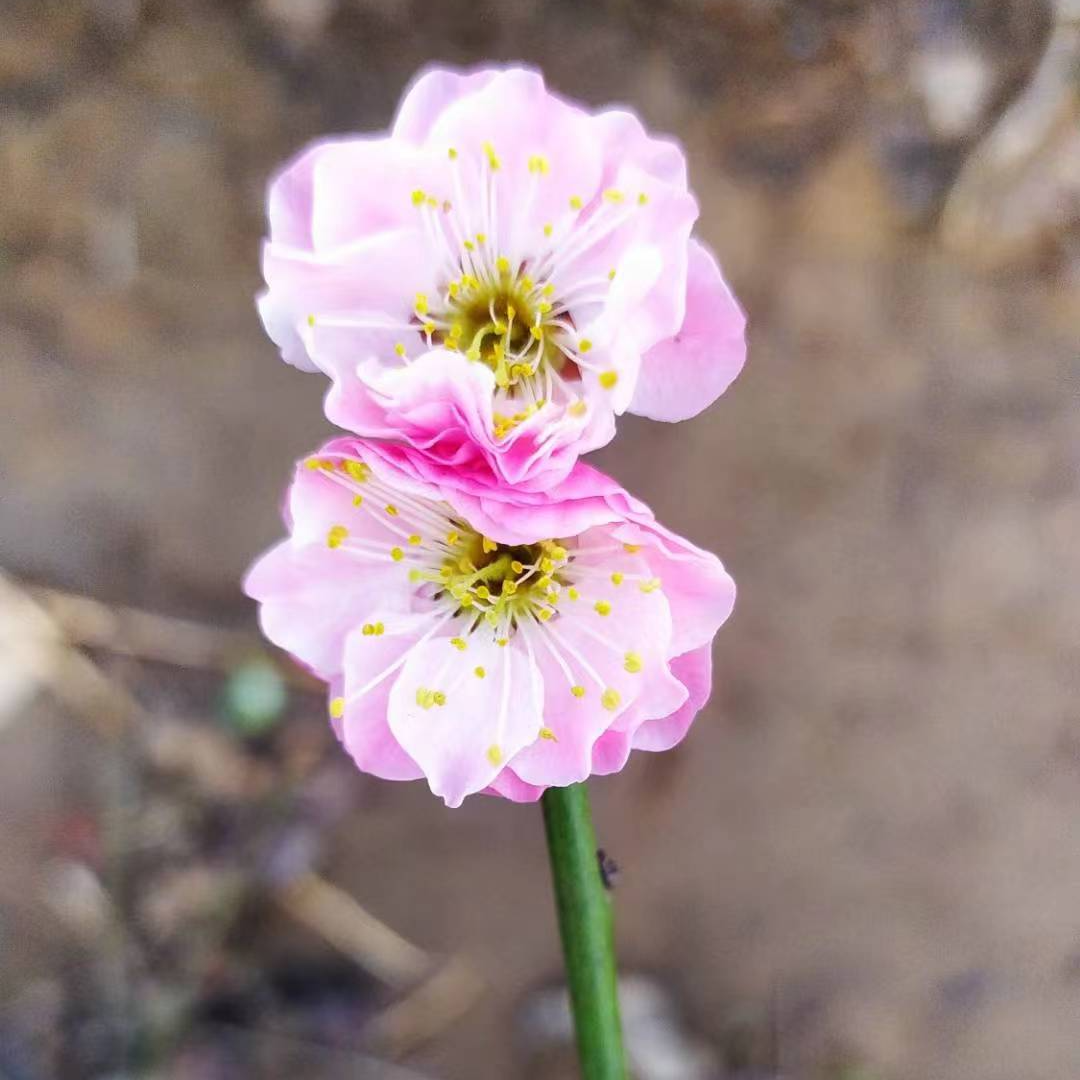 粉状玉蝶梅花玉蝶清香