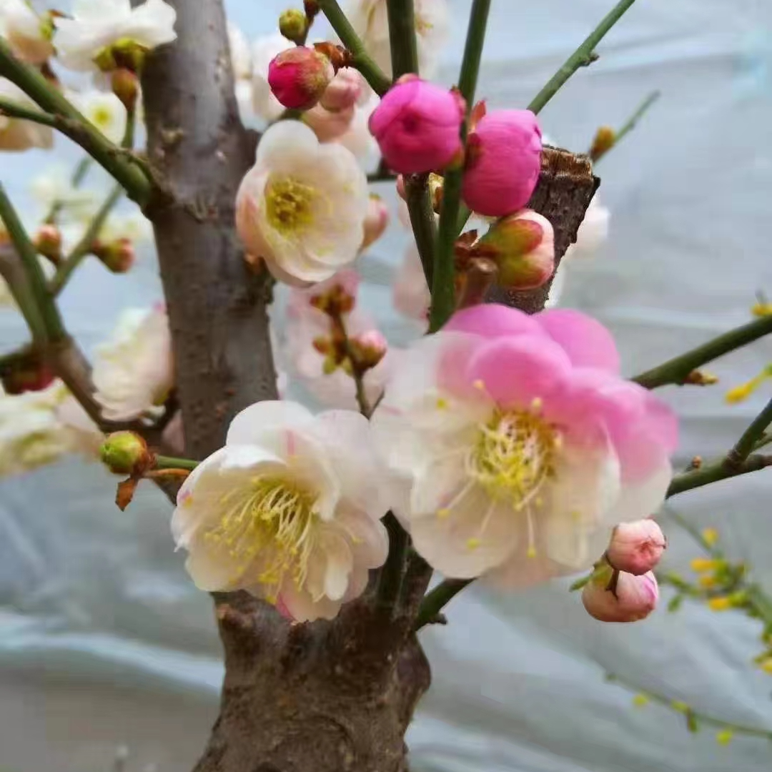 斑点狗复瓣跳枝梅开花好看