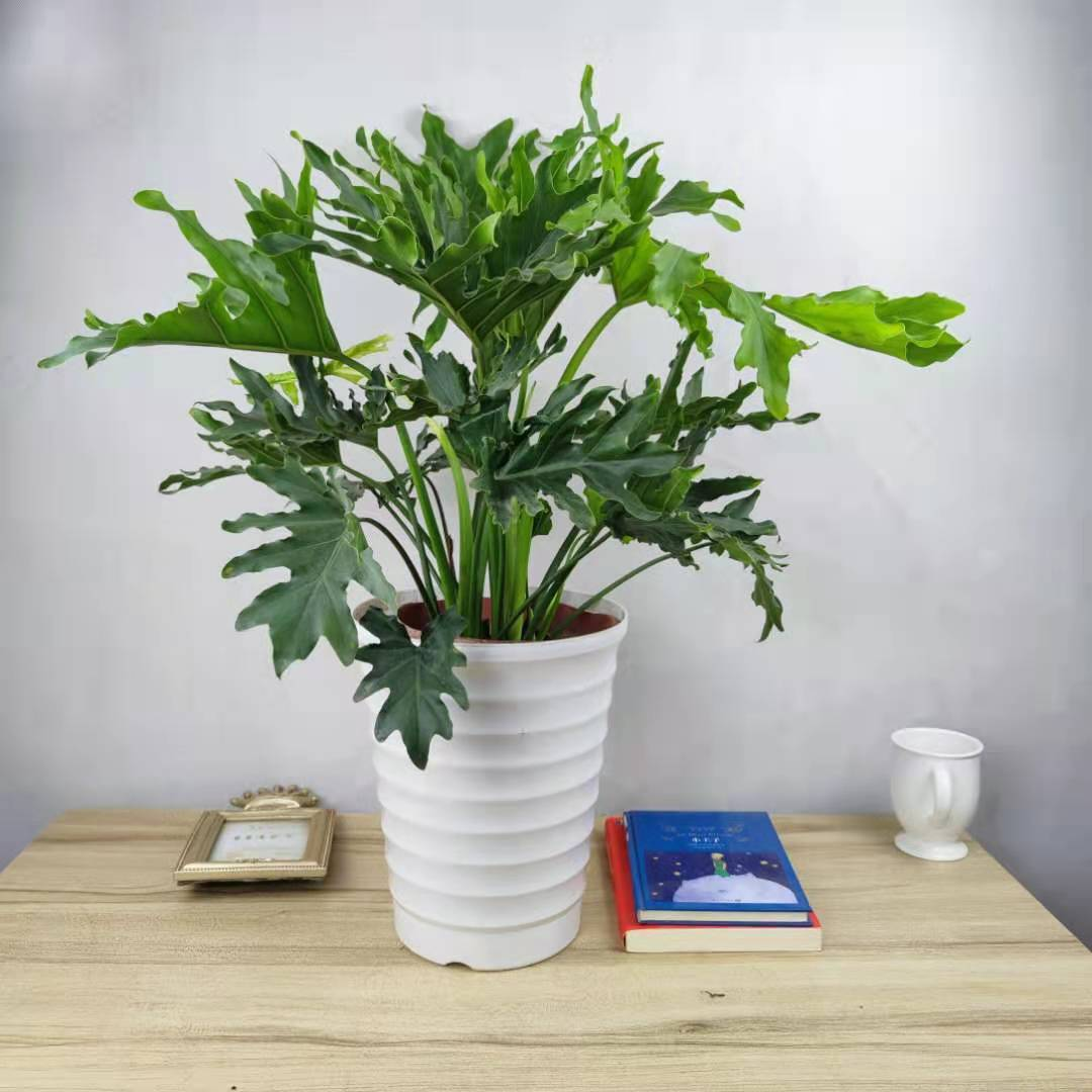 龙鳞春羽老桩盆栽室内大型绿植网红室内客厅吸甲醛水培观叶植物