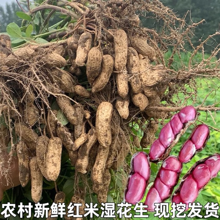 2025新鲜现摘四粒红带壳湿花生水煮生红皮红衣湿花生带泥新货花生