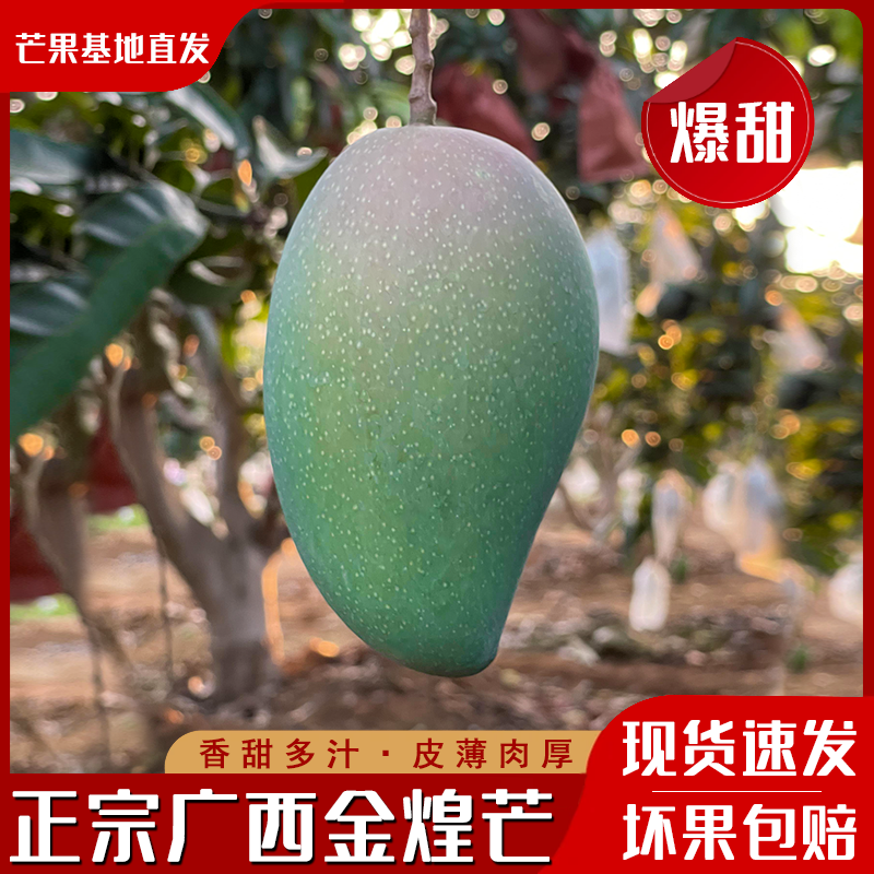 【顺丰】高山老树 大青芒 青皮金煌芒 产地直发 爆甜多汁 现摘现发