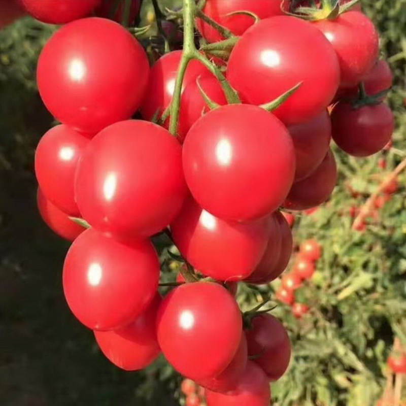 东方/甄选5斤广西圣女果千禧小番茄小西红柿新鲜水果酸甜可口爆汁
