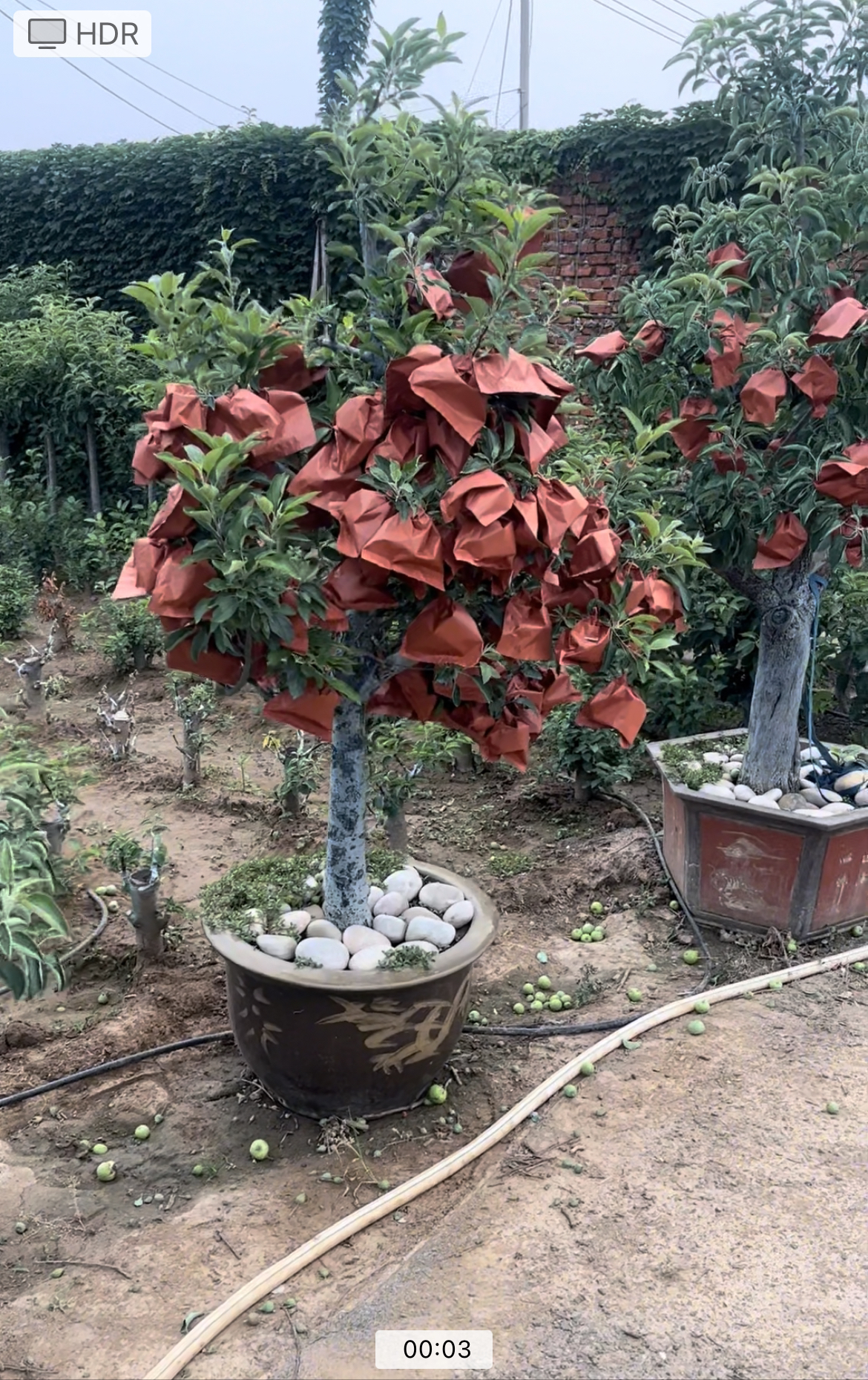 盆景盆栽绿植园艺