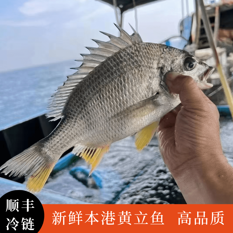 【一条一斤装】超大活冻黄翅鱼东山岛海捕黄脚立野生黄翅鱼黄鲷鱼