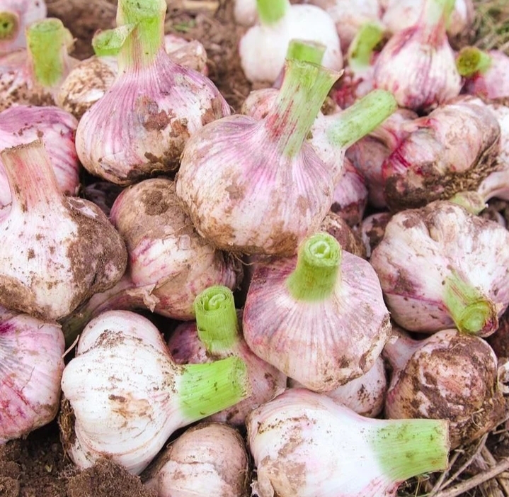 新鲜大蒜农家种植 5斤包邮