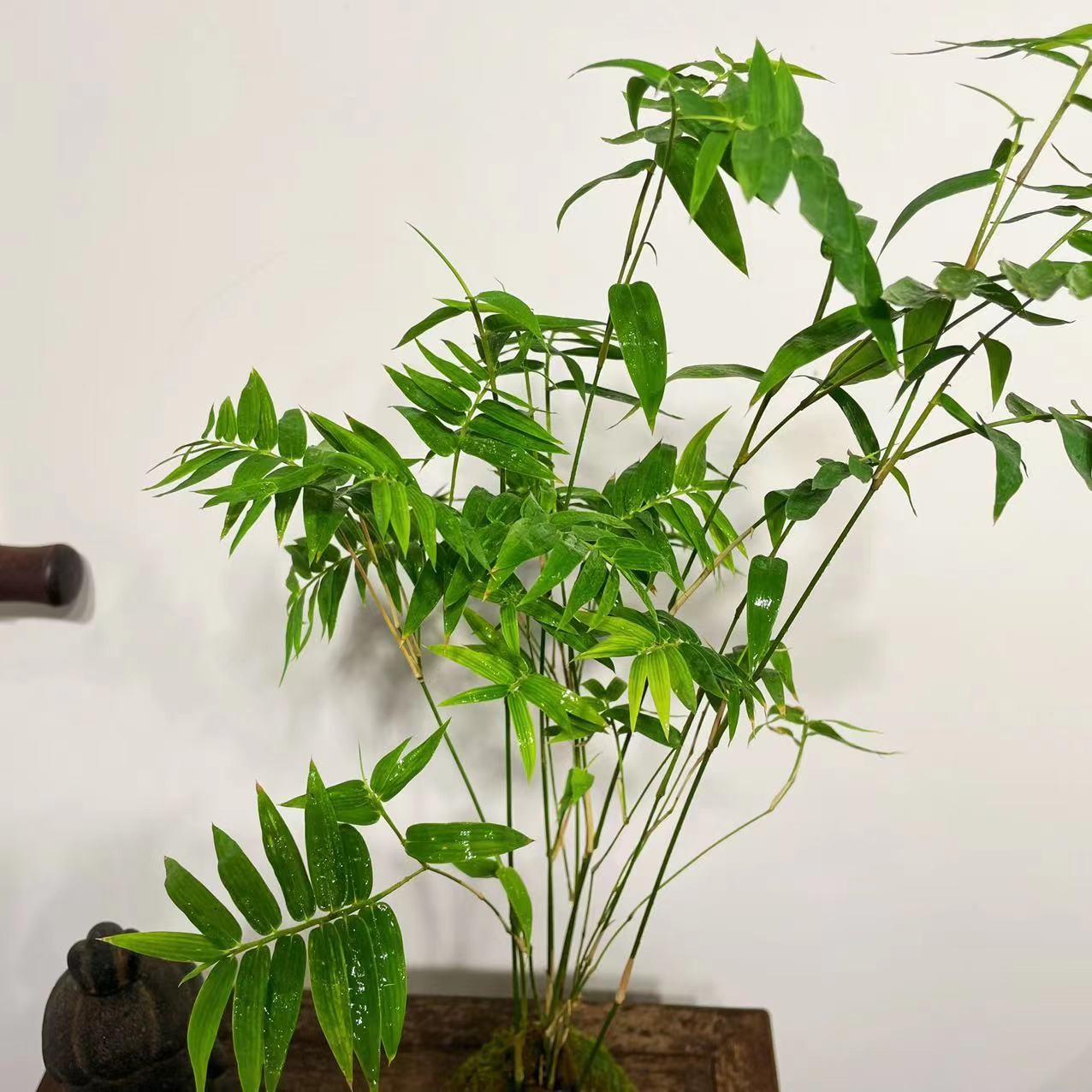 竹子苗