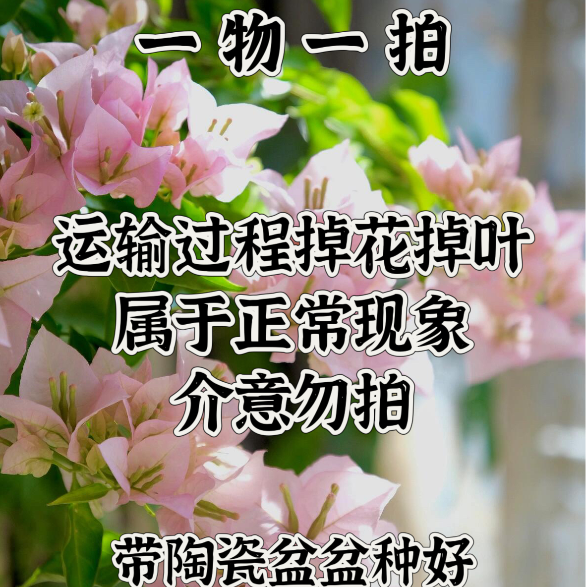 三角梅【一物一拍专用链接】带陶瓷盆爬藤勤花庭院室内基地直发好养