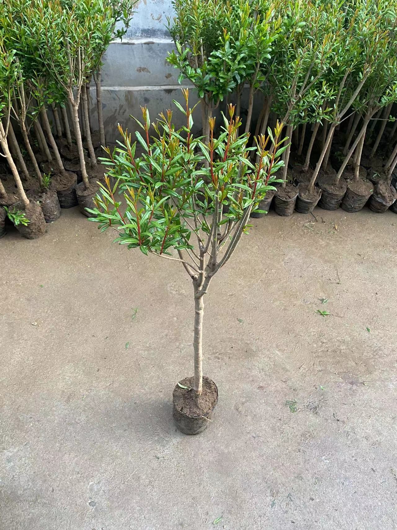 红宝石软籽南北方盆栽地载庭院阳台