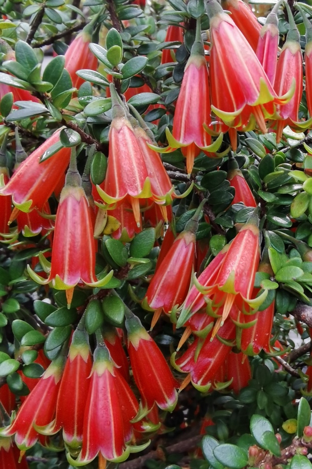 云南红花米叶五翅莓（直播间链接）