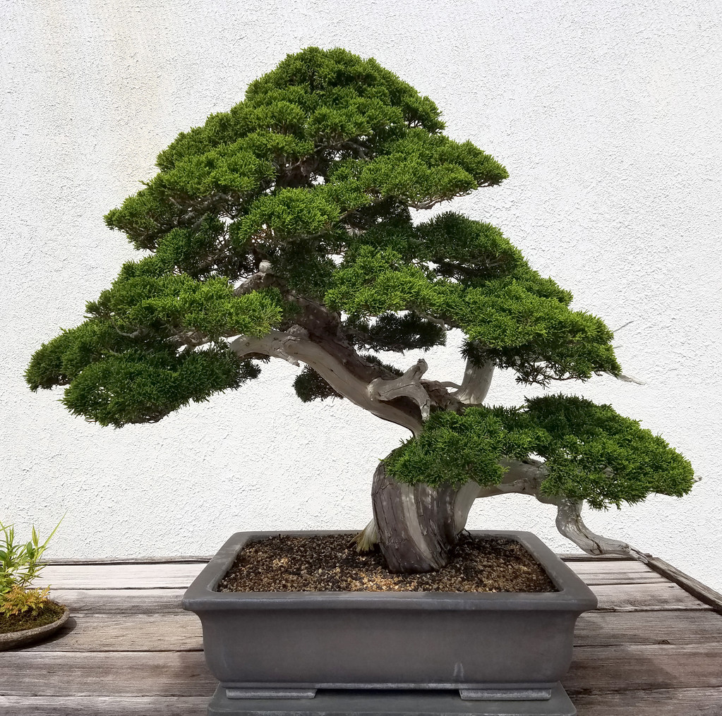 直播 精品盆栽 盆景 一物一拍 大盆栽苗木 木架发货包邮 1000起