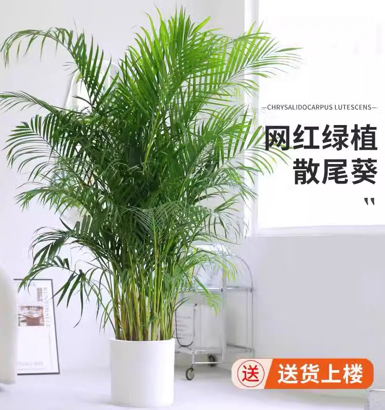 大型散尾葵凤尾竹室内净化空气办公室吸甲醛网红好养绿植四季常青