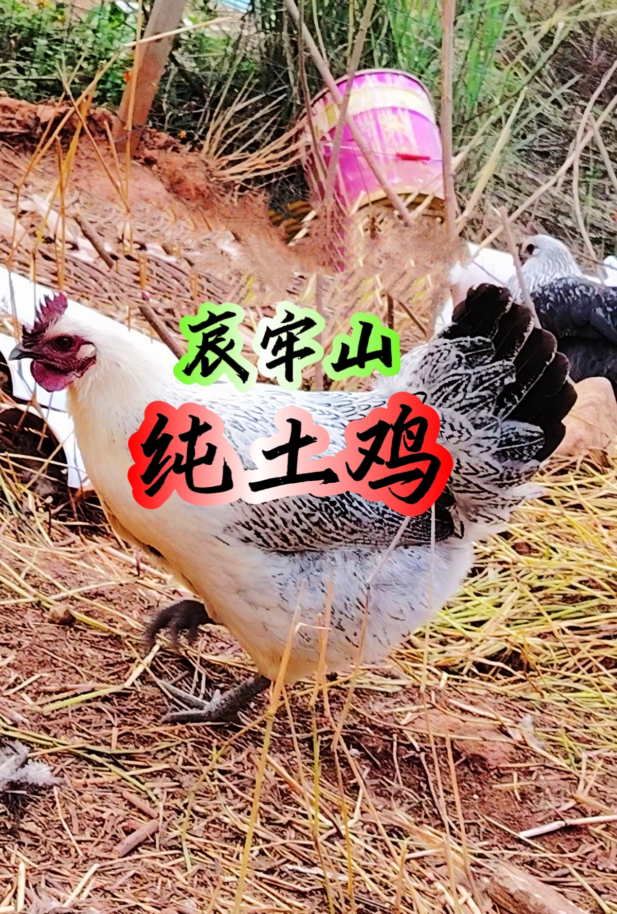 云南纯土鸡现宰冷链发货 4斤左右