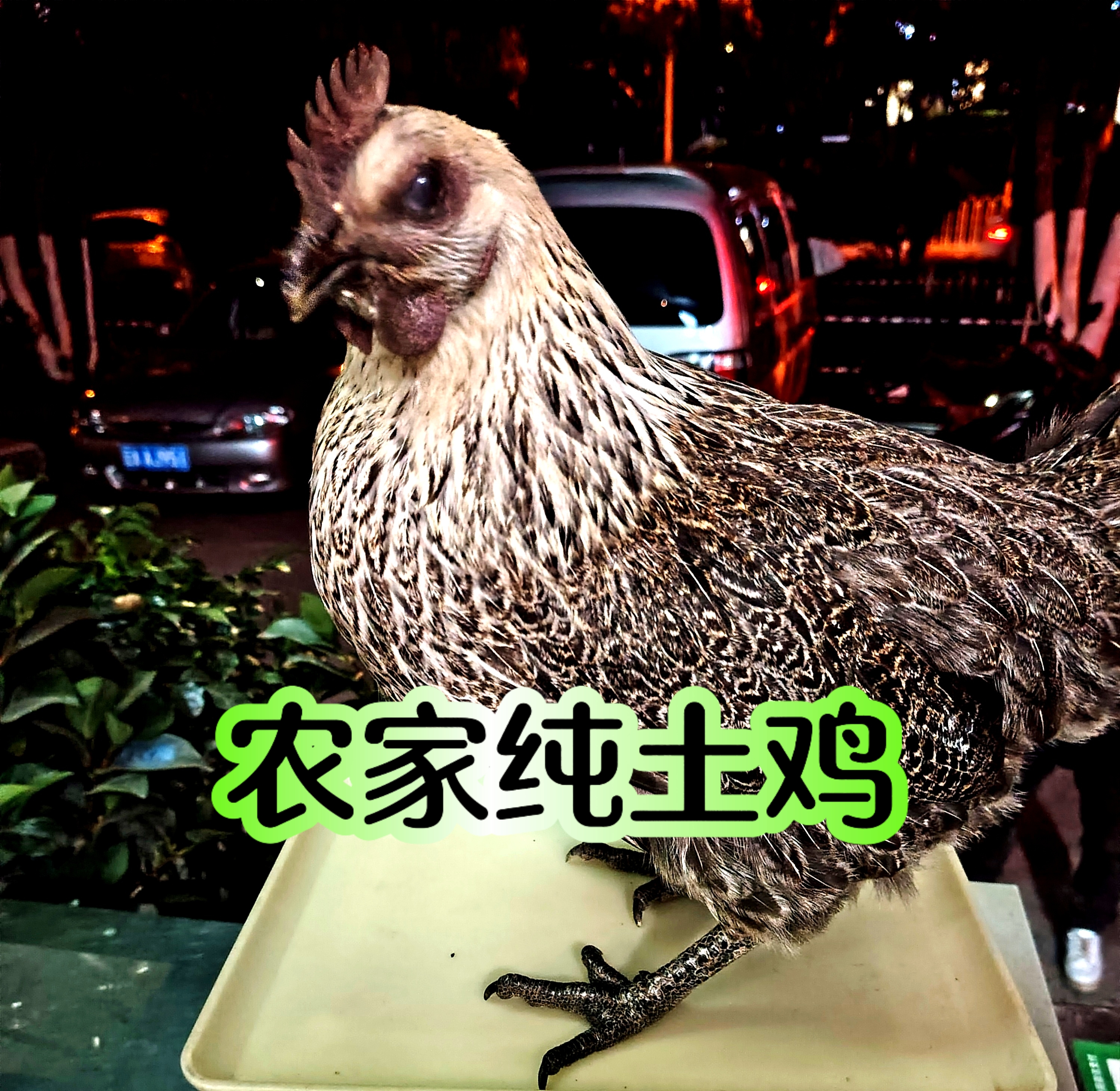 云南散养乌肉纯土鸡活鸡现宰冷链发货3.6斤左右