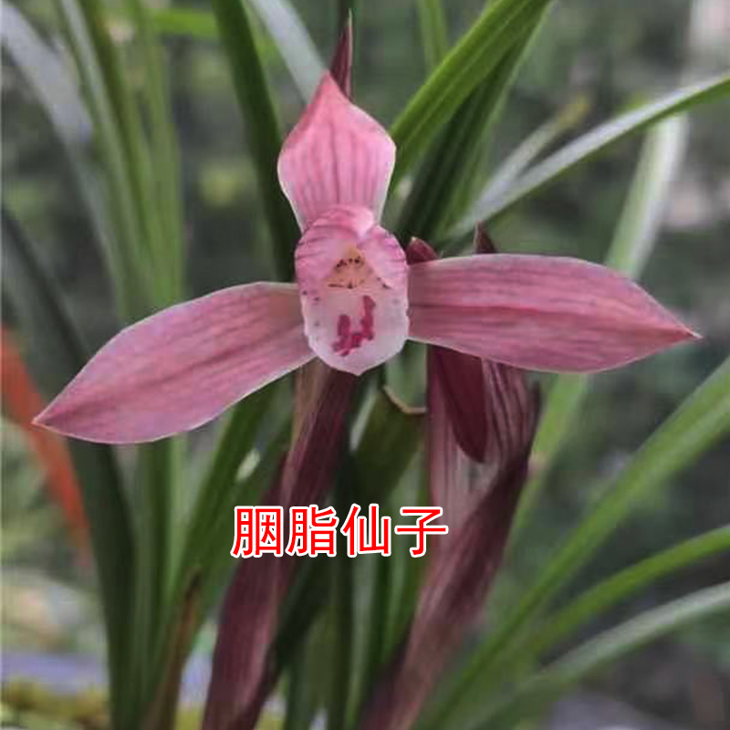 精品兰花春兰 胭脂仙子 色花瓣型花容幽美浓香四溢室内绿植小盆栽