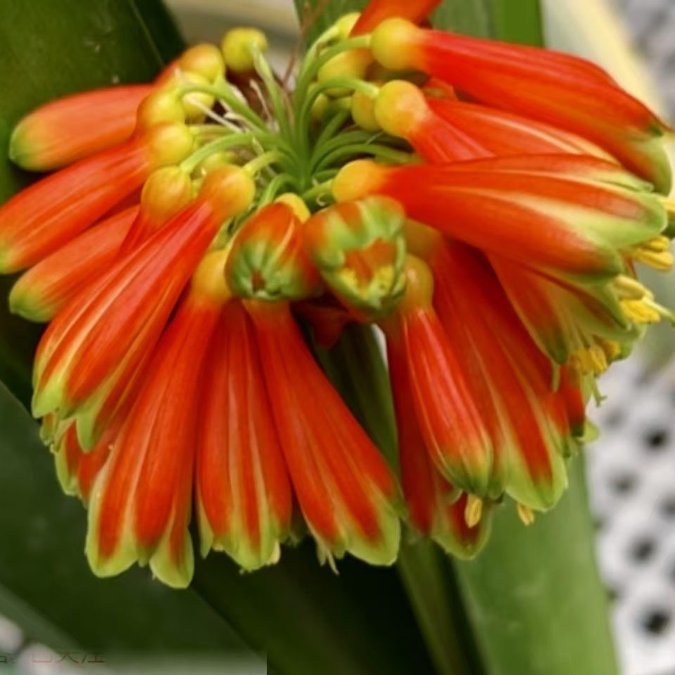 君子兰一物一拍链接