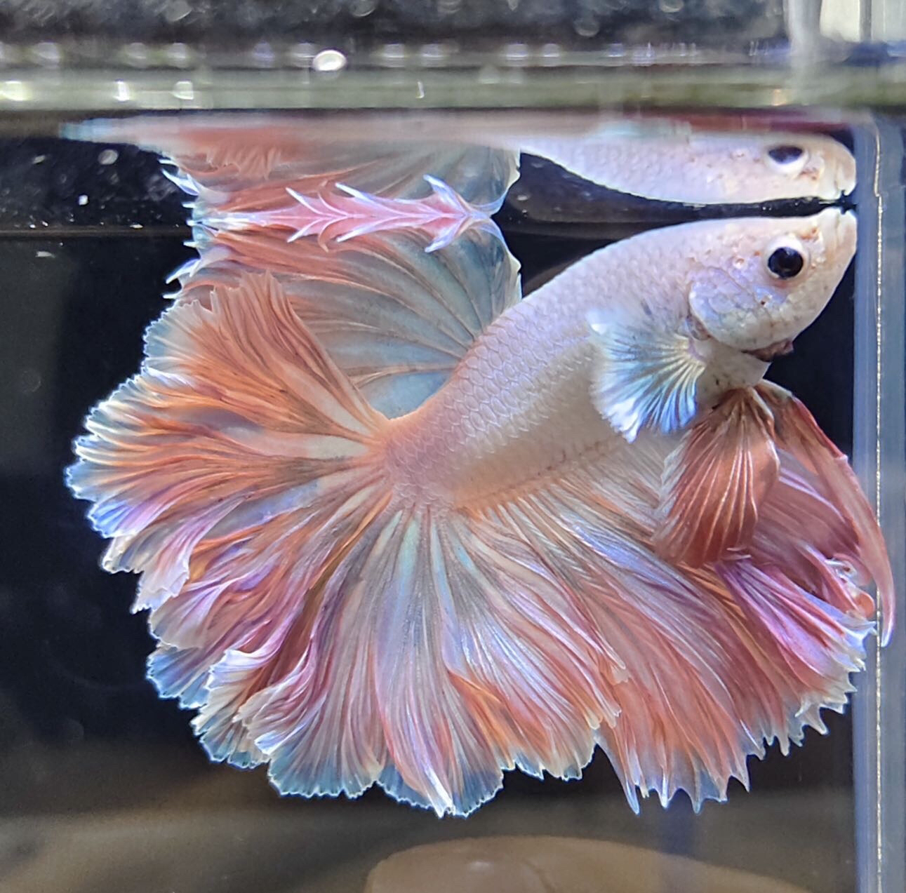 精品101号—200号泰国斗鱼观赏鱼活体 直播间泰斗选鱼对应编号