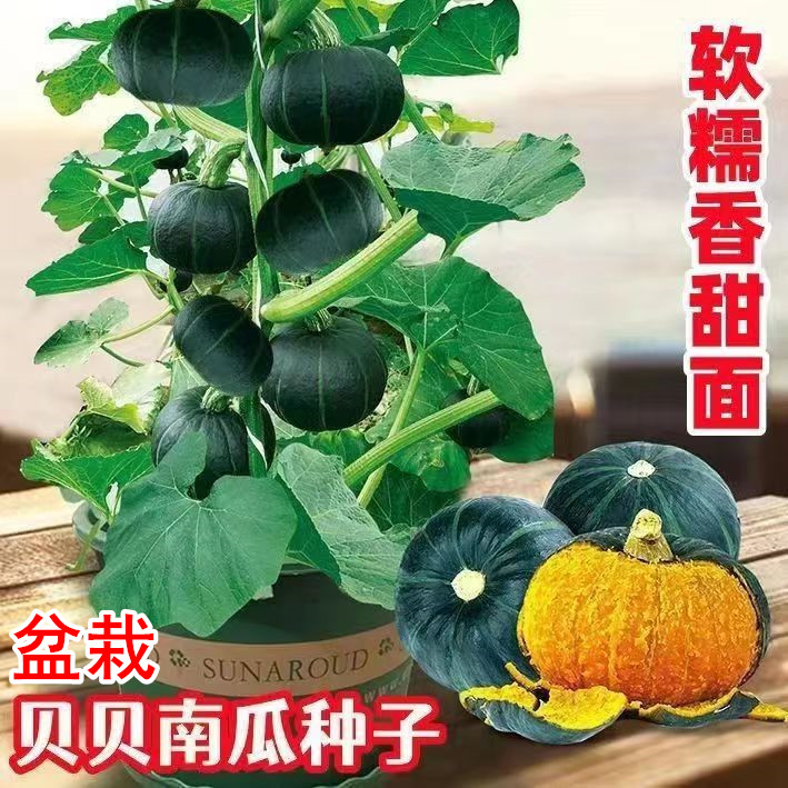 (拍2发3)盆栽贝贝南瓜种子高产香甜板栗南瓜四季阳台易种蔬菜种子