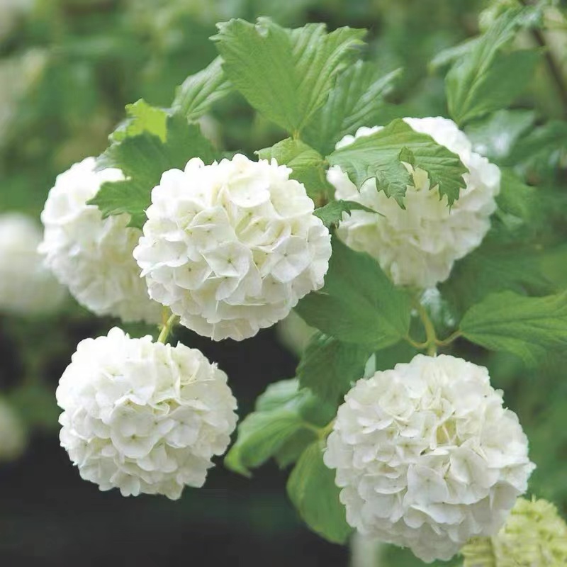 欧洲木本绣球耐热耐寒植物南北适合栽种