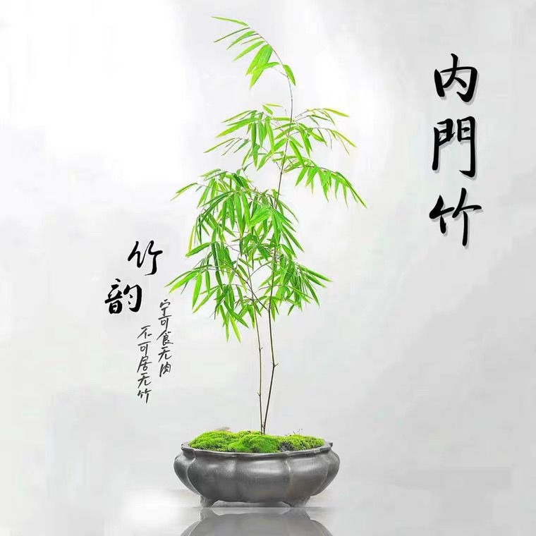 内门竹 竹界中的天花板 竹中的精品竿高纤细节间光滑丛生观赏盆栽