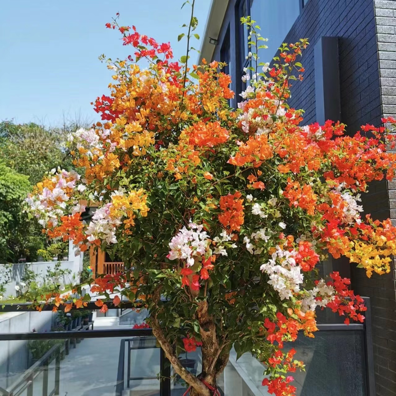 四囍三角梅原盆原土带花发货耐寒耐高温飘枝爬藤勤花爆花