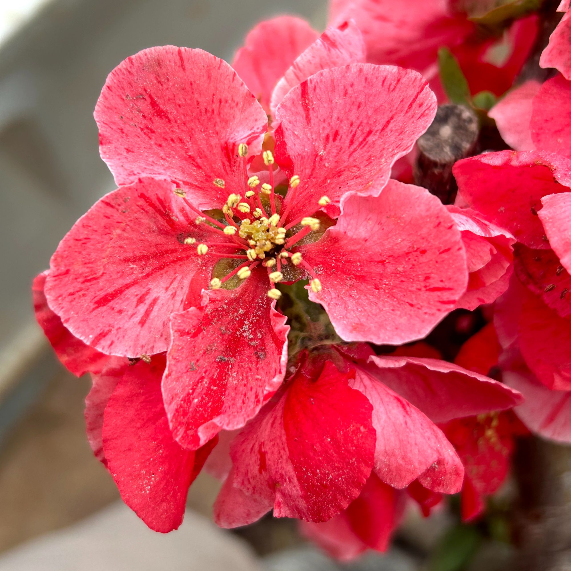 海棠花卉，盆景，盆栽，园艺，园林，绿植，鲜花，盆景，盆栽，开花结果。